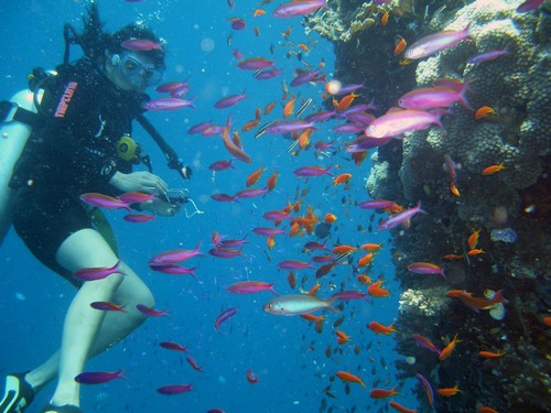 Plonge sous marine aux Maldives