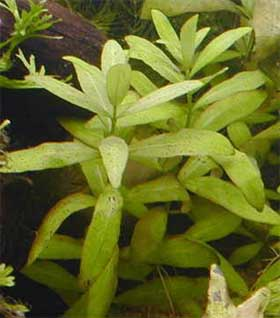 Hygrophila polysperma