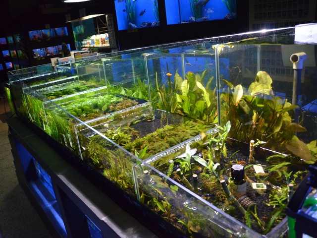 Plantes aquatiques pour aquarium en magasin