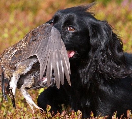 Chien dress pour la chasse