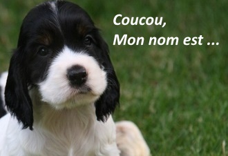 Nom de chien