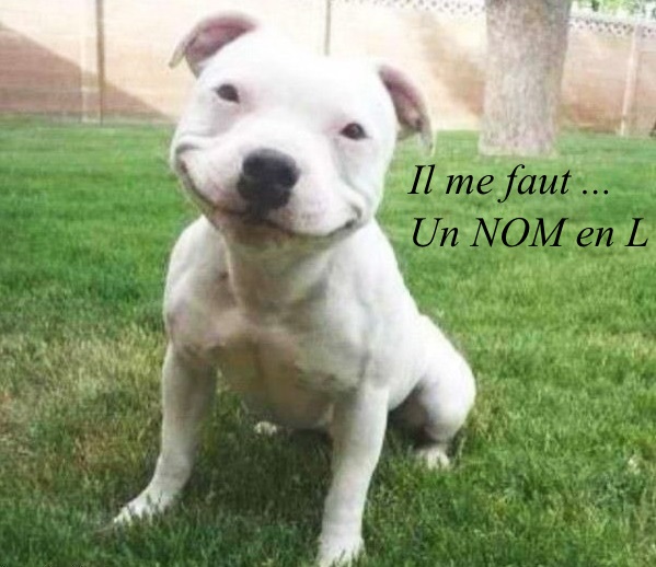 Nom de chien en l