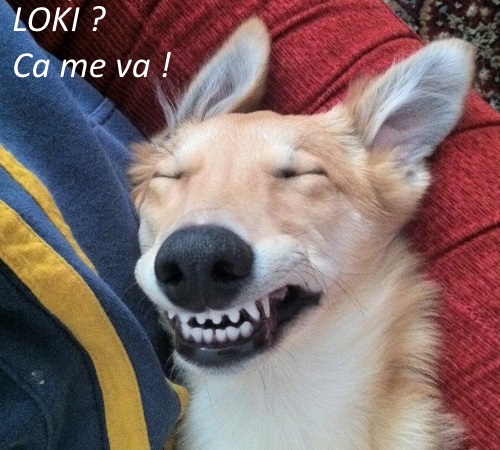 Nom pour un chien mle