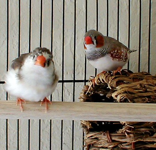 Cage pour mandarins