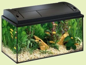 Aquarium pour dbutant de 54 l