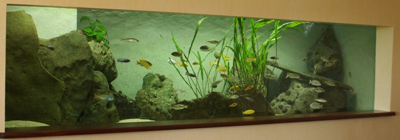 Aquarium encastr dans le mur