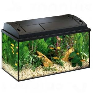 Petit aquarium