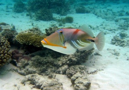 Un poisson baliste dans un lagon